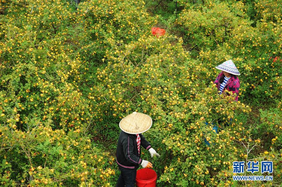 (全面深化改革·圖文互動(dòng))(4)“減”出效益 “融”出特色 “服”出動(dòng)力——貴州推進(jìn)農(nóng)村產(chǎn)業(yè)結(jié)構(gòu)調(diào)整觀察