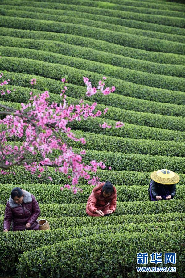 (全面深化改革·圖文互動(dòng))(7)“減”出效益 “融”出特色 “服”出動(dòng)力——貴州推進(jìn)農(nóng)村產(chǎn)業(yè)結(jié)構(gòu)調(diào)整觀察