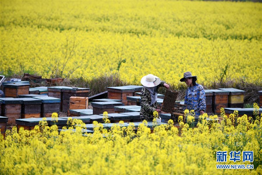 (全面深化改革·圖文互動(dòng))(8)“減”出效益 “融”出特色 “服”出動(dòng)力——貴州推進(jìn)農(nóng)村產(chǎn)業(yè)結(jié)構(gòu)調(diào)整觀察