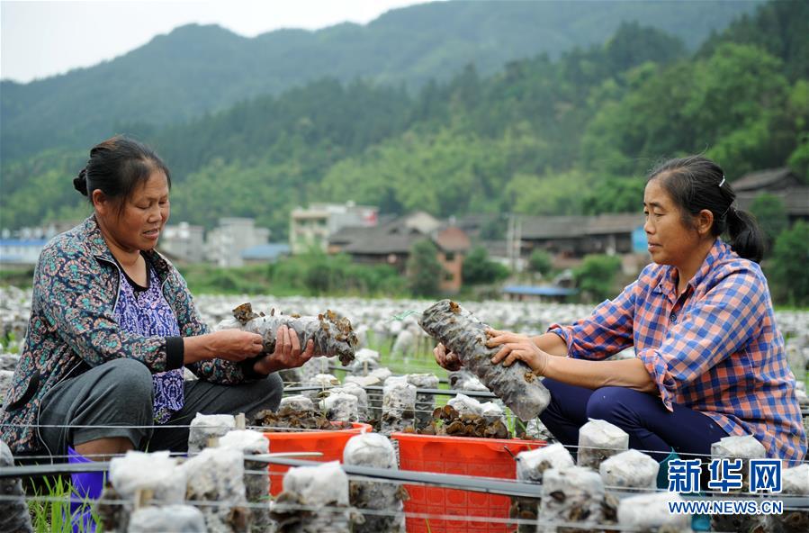 (全面深化改革·圖文互動(dòng))(10)“減”出效益 “融”出特色 “服”出動(dòng)力——貴州推進(jìn)農(nóng)村產(chǎn)業(yè)結(jié)構(gòu)調(diào)整觀察