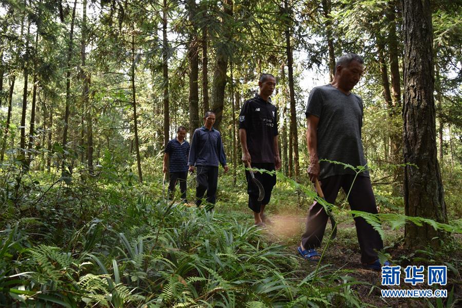 （愛國情 奮斗者·圖文互動(dòng)）（1）貴州印江高石坎護(hù)林隊(duì)：半輩子，以林場(chǎng)為家