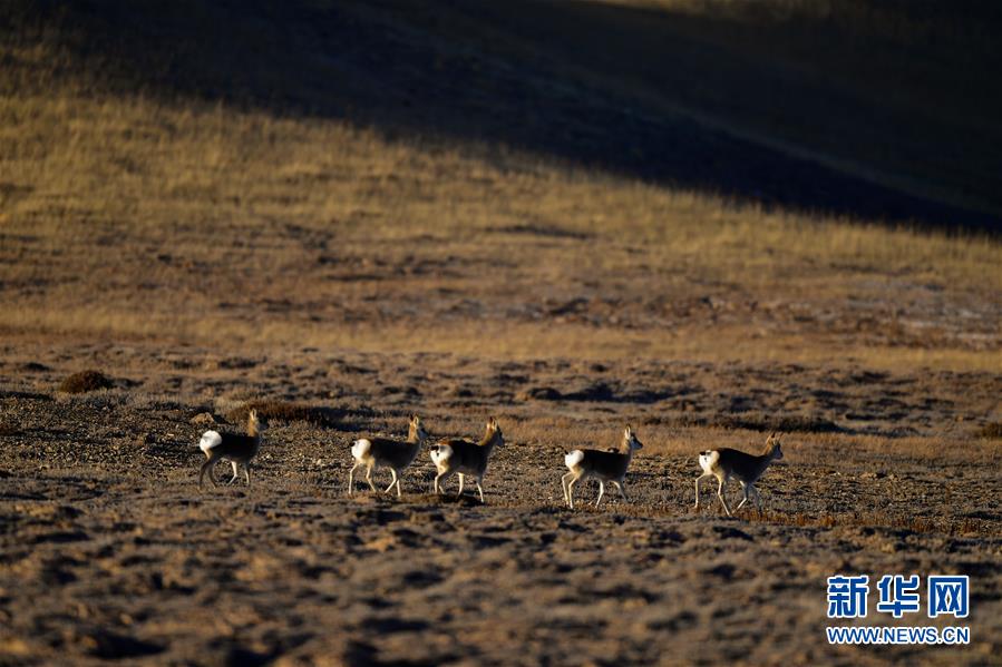 (行走中國·圖文互動(dòng))(7)青海三江源:在“神山圣湖”間尋覓“高原精靈”
