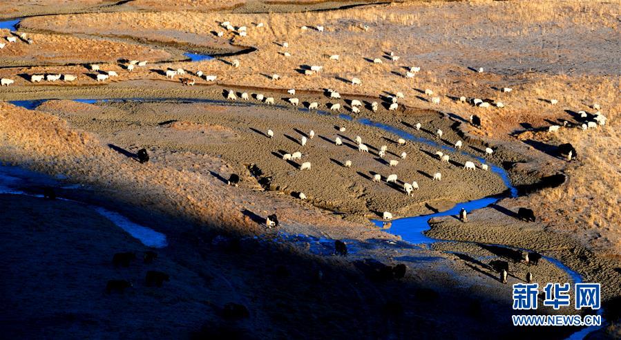 （新華全媒頭條·圖文互動）（15）格?；ㄩ_滿天路——寫在川藏公路通車65周年之際