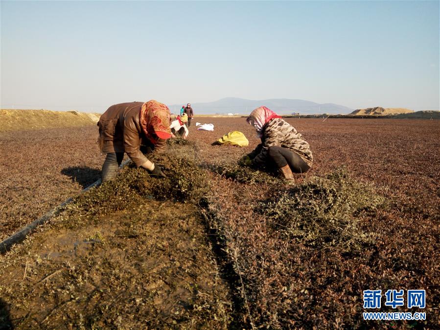 (圖文互動)(8)從“輕工漁網(wǎng)重工馬掌”到“圓夢小康”——“中國東極”脫貧攻堅剪影
