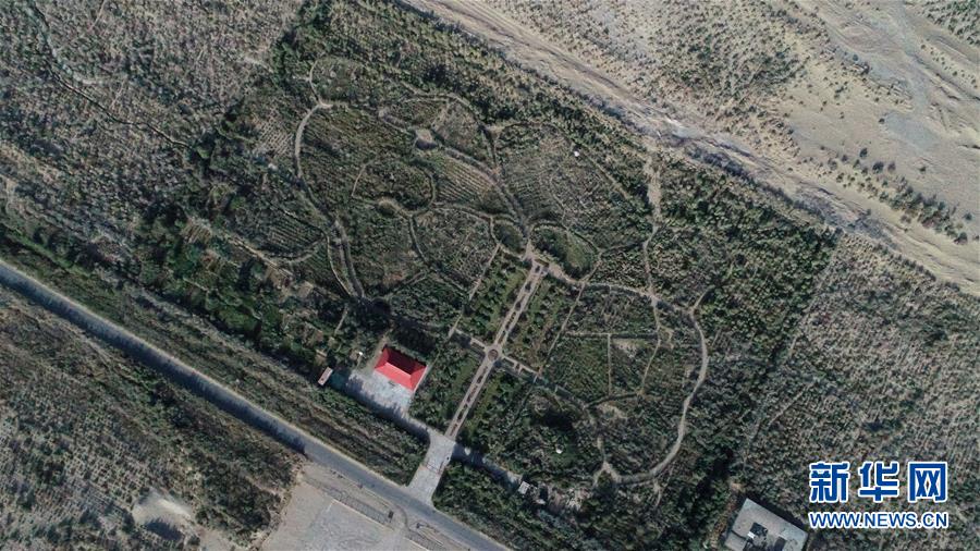 (新華全媒頭條·圖文互動(dòng))(2)塔克拉瑪干的“播綠使者”——中科院新疆生態(tài)與地理研究所高級(jí)工程師常青的故事