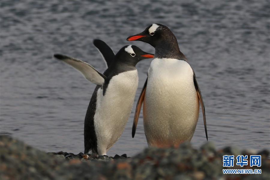 (“雪龍”探南極·圖文互動(dòng))(6)記者手記:南極筑“城”記——在長(zhǎng)城站讀《中國(guó)南極長(zhǎng)城站》