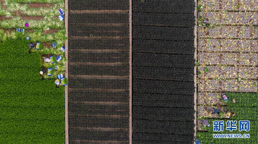 （抓好春耕備耕 穩(wěn)住農(nóng)業(yè)生產(chǎn)·圖文互動(dòng)）（4）“栽種的是菜苗，收獲的是希望”——云南蔬菜集散地通?？h春耕見(jiàn)聞 