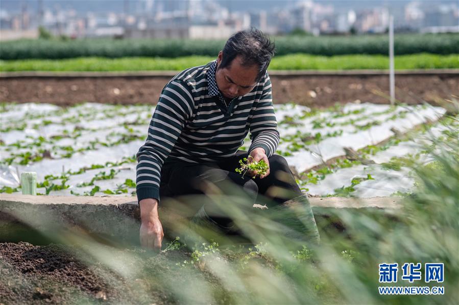 （抓好春耕備耕 穩(wěn)住農(nóng)業(yè)生產(chǎn)·圖文互動(dòng)）（3）“栽種的是菜苗，收獲的是希望”——云南蔬菜集散地通?？h春耕見(jiàn)聞 