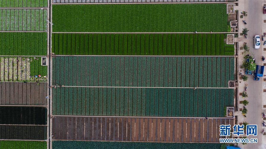 （抓好春耕備耕 穩(wěn)住農(nóng)業(yè)生產(chǎn)·圖文互動(dòng)）（1）“栽種的是菜苗，收獲的是希望”——云南蔬菜集散地通?？h春耕見(jiàn)聞 