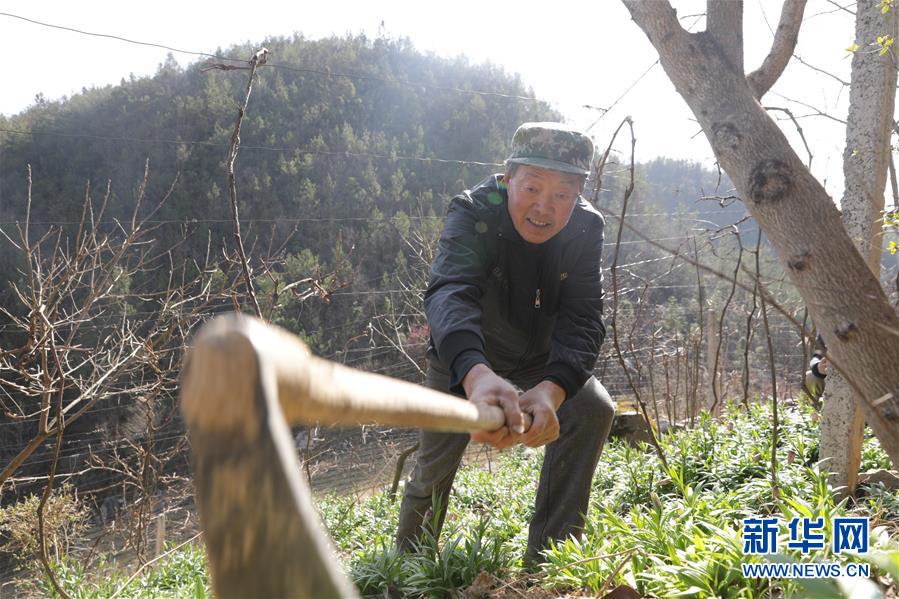 (圖文互動)(2)湖北巴東迎春農(nóng)場春管忙