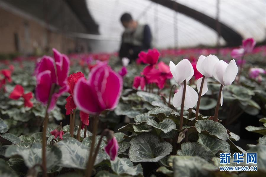 （在習(xí)近平新時(shí)代中國(guó)特色社會(huì)主義思想指引下——新時(shí)代新作為新篇章·習(xí)近平總書(shū)記關(guān)切事·圖文互動(dòng)）（2）希望的田野，希望的春天——各地農(nóng)業(yè)生產(chǎn)新動(dòng)態(tài)掃描