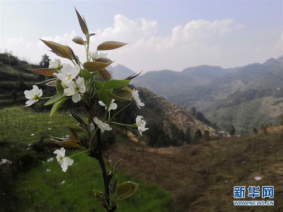 （決戰(zhàn)決勝脫貧攻堅&middot;圖文互動）（1）寄相思，償夙愿&mdash;&mdash;5封清明&ldquo;家書&rdquo;里的決戰(zhàn)決勝信念