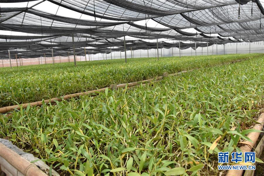 （決戰(zhàn)決勝脫貧攻堅·圖文互動）（1）這個脫貧縣的石頭為何比土金貴？