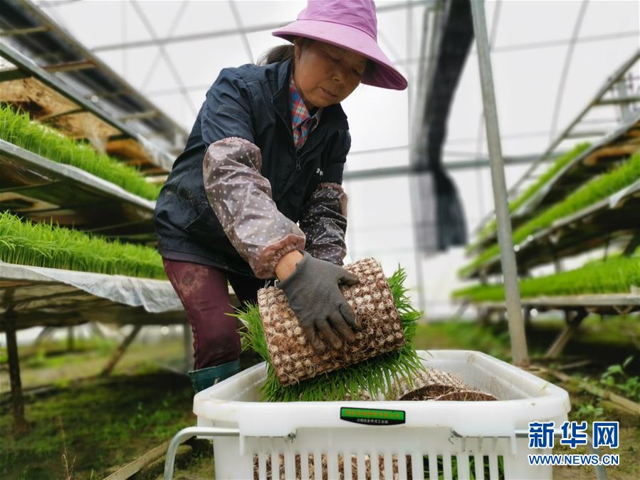 (聚焦農(nóng)業(yè)復工復產(chǎn)·圖文互動)(1)發(fā)力“單改雙” ——水稻大省湖南的雙季稻攻堅戰(zhàn)