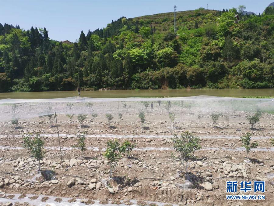 (決戰(zhàn)決勝脫貧攻堅(jiān)·圖文互動(dòng))(3)野奶角又見(jiàn)春天