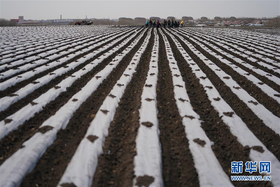 (新華全媒頭條·圖文互動(dòng))(8)讓中國(guó)飯碗端得更牢——“中華糧倉(cāng)”春耕剪影