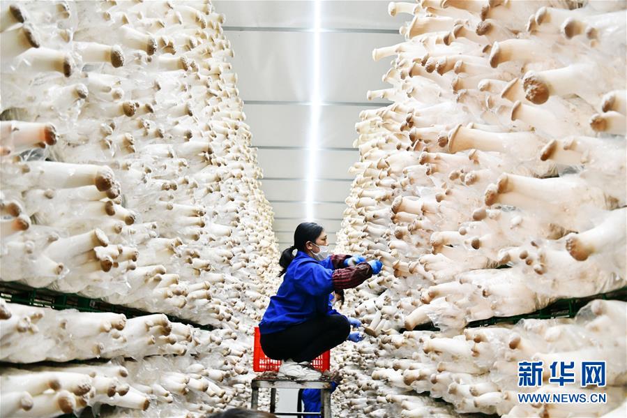 (決戰(zhàn)決勝脫貧攻堅·圖文互動)(1)補(bǔ)短板 促就業(yè) 穩(wěn)增收——貴州向脫貧“硬骨頭”發(fā)起總攻