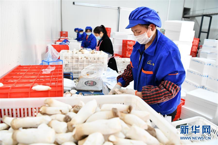 (決戰(zhàn)決勝脫貧攻堅·圖文互動)(2)補(bǔ)短板 促就業(yè) 穩(wěn)增收——貴州向脫貧“硬骨頭”發(fā)起總攻