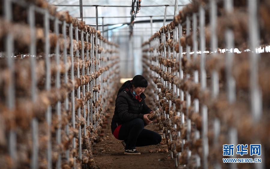 (新華全媒頭條·圖文互動(dòng))(3)且看信心如何讓黃土變成金——“環(huán)京津貧困帶”整體脫貧記