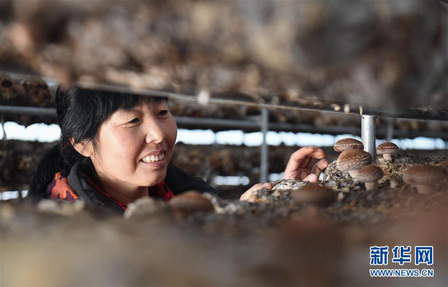 (新華全媒頭條·圖文互動(dòng))(4)且看信心如何讓黃土變成金——“環(huán)京津貧困帶”整體脫貧記