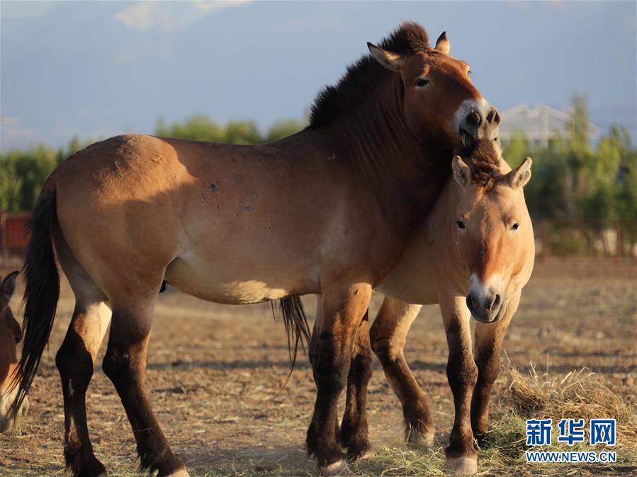 (圖文互動)(1)新疆為普氏野馬瘦身強(qiáng)體