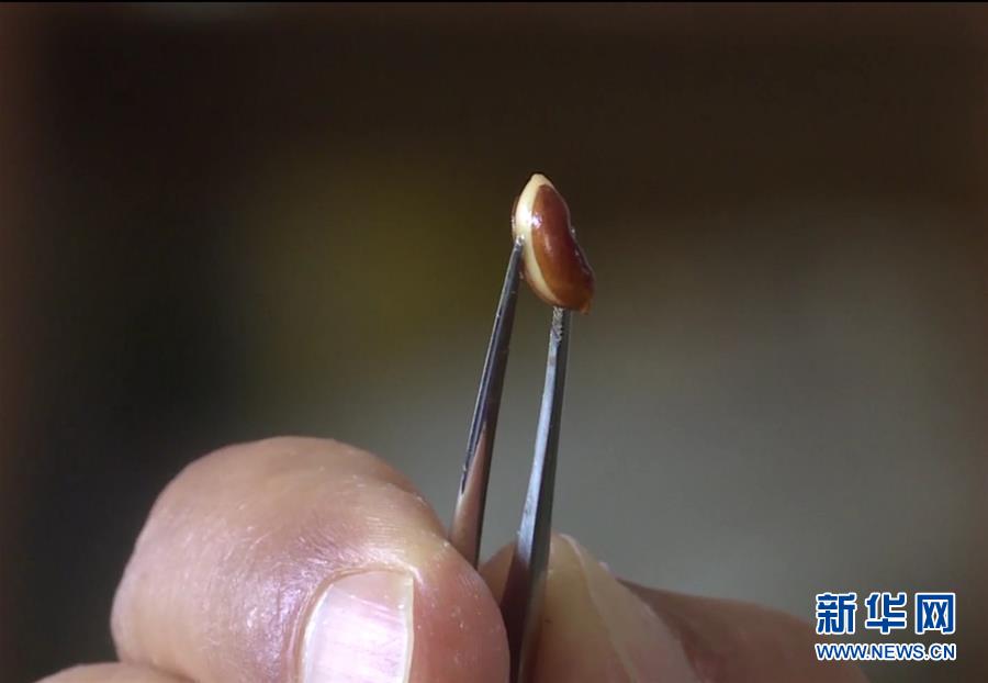 (圖文互動)(7)云南高黎貢山發(fā)現(xiàn)珍稀瀕危植物滇桐野生居群