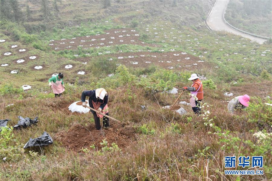 （決戰(zhàn)決勝脫貧攻堅&middot;圖文互動）（2）因地制宜的&ldquo;魅力&rdquo;&mdash;&mdash;貴州脫貧攻堅一線采訪隨筆