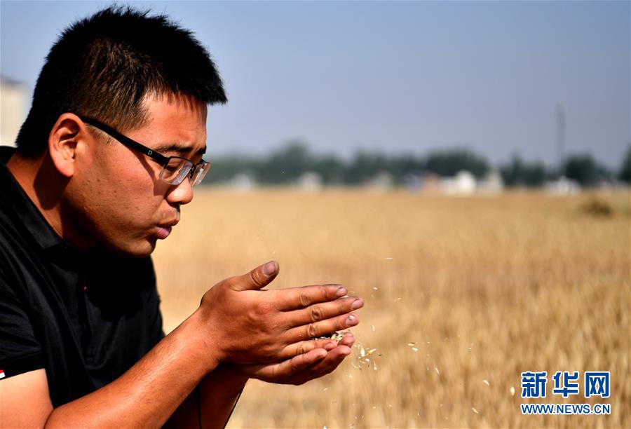 (關(guān)注三夏·圖文互動)(1)麥田“后浪”的農(nóng)事新說