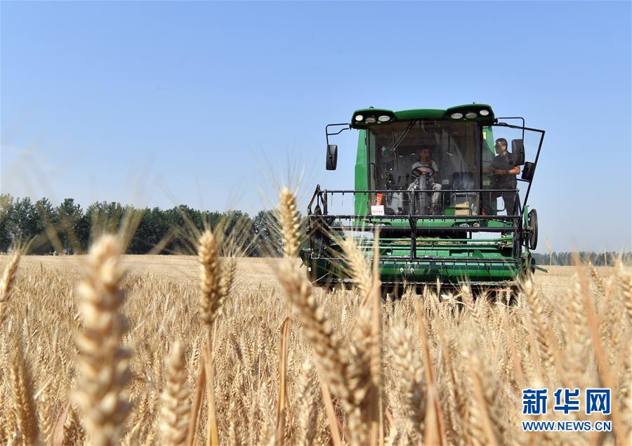 (關(guān)注三夏·圖文互動)(5)麥田“后浪”的農(nóng)事新說