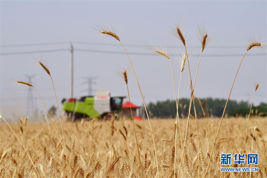 (新華全媒頭條·圖文互動(dòng))(3)庚子之豐——2020年河南夏糧豐收?qǐng)D景