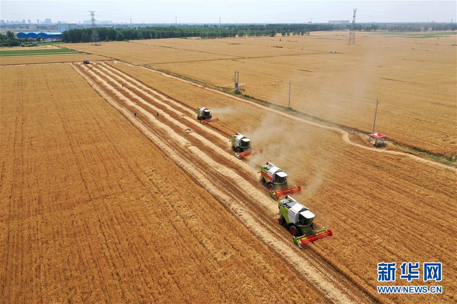 (新華全媒頭條·圖文互動(dòng))(4)庚子之豐——2020年河南夏糧豐收?qǐng)D景