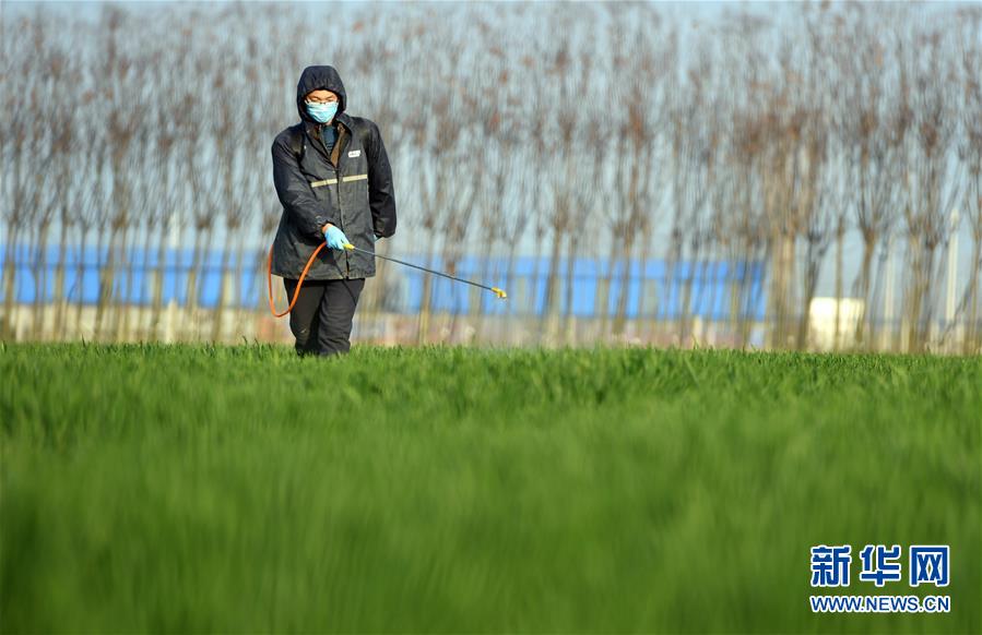 (新華全媒頭條·圖文互動(dòng))(7)庚子之豐——2020年河南夏糧豐收?qǐng)D景