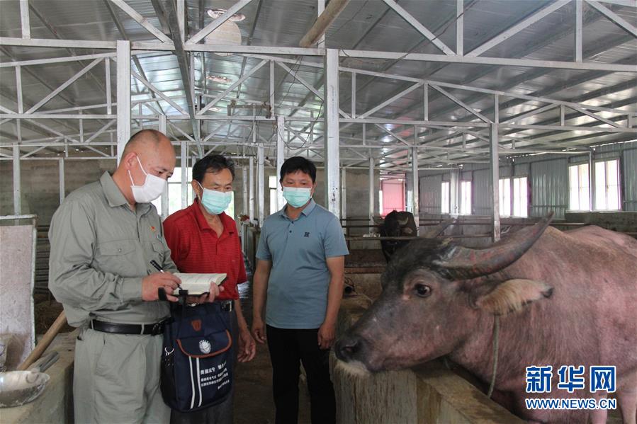 (決戰(zhàn)決勝脫貧攻堅·圖文互動)(1)駐村第一書記當(dāng)起“蝦農(nóng)”“牛倌”