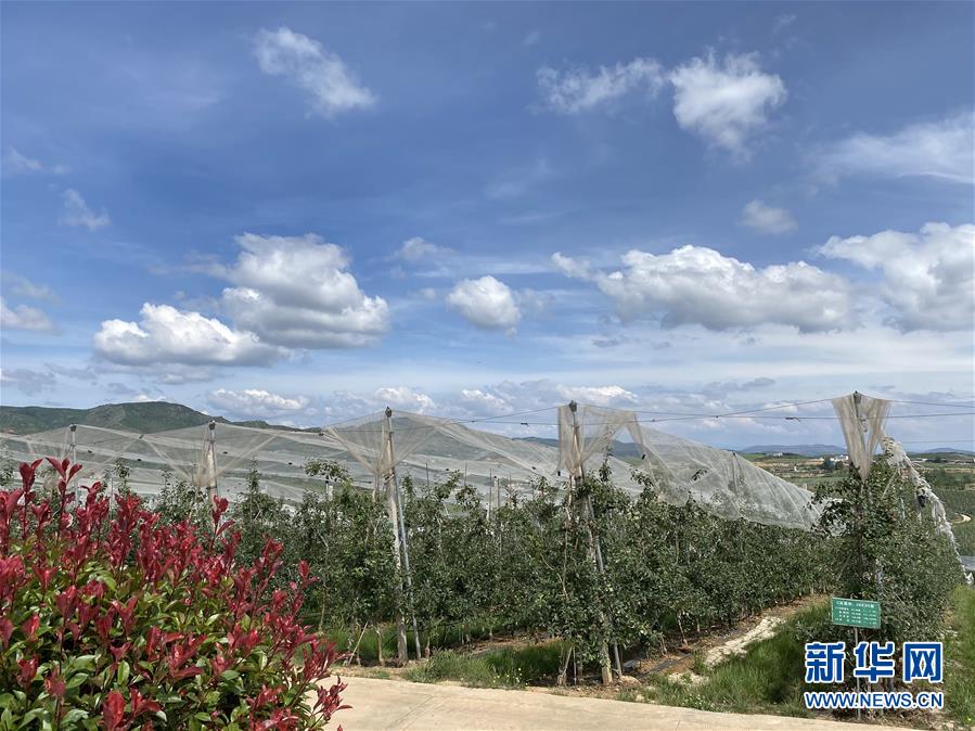 （決戰(zhàn)決勝脫貧攻堅(jiān)·圖文互動(dòng)）（3）高原紅了，日子好了——貴州海拔最高縣發(fā)展蘋(píng)果產(chǎn)業(yè)見(jiàn)聞