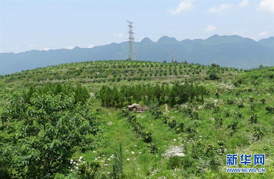 (新華網(wǎng)·決戰(zhàn)決勝脫貧攻堅(jiān)·圖文互動(dòng))(3)貴州思南:強(qiáng)村帶弱村 “抱團(tuán)”促增收