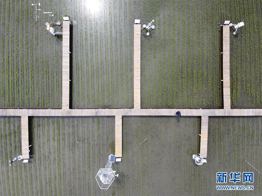 (走向我們的小康生活·圖文互動(dòng))(5)端牢“中國(guó)飯碗” 播種綠色小康