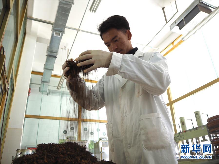 (圖文互動)(2)高山下的“扶貧藏雪茶”