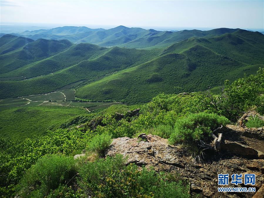 (決戰(zhàn)決勝脫貧攻堅·圖文互動)(1)內蒙古科右中旗:把準發(fā)展方向 “楓馬牛”可相及