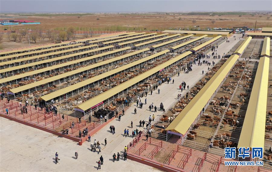 (決戰(zhàn)決勝脫貧攻堅·圖文互動)(3)內蒙古科右中旗:把準發(fā)展方向 “楓馬牛”可相及