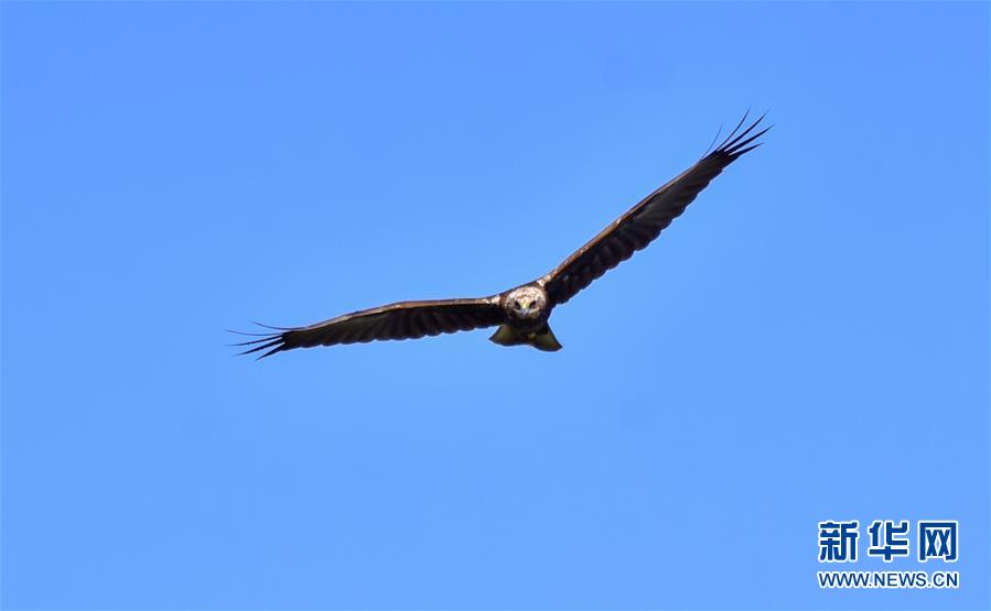 (新華網(wǎng)·圖文互動(dòng))(2)云南保山首次記錄到國家重點(diǎn)保護(hù)野生動(dòng)物白頭鷂