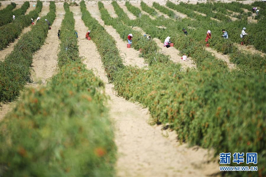 (新華全媒頭條·走向我們的小康生活·圖文互動(dòng))(7)23萬人的命運(yùn)轉(zhuǎn)折——我國最大易地生態(tài)移民安置區(qū)的脫貧密碼