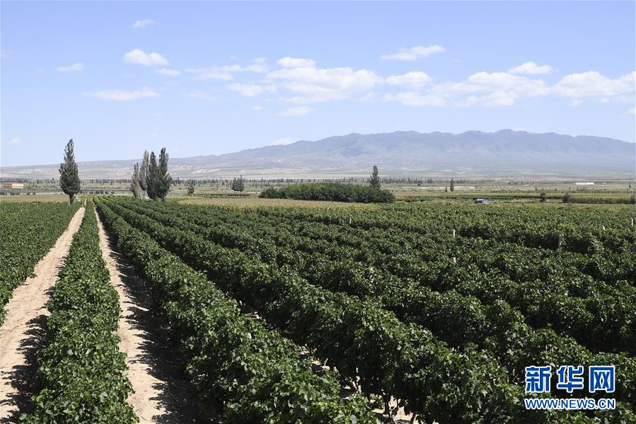 (新華全媒頭條·走向我們的小康生活·圖文互動(dòng))(9)23萬人的命運(yùn)轉(zhuǎn)折——我國最大易地生態(tài)移民安置區(qū)的脫貧密碼