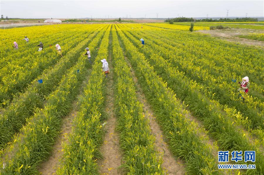 (新華全媒頭條·走向我們的小康生活·圖文互動(dòng))(11)23萬人的命運(yùn)轉(zhuǎn)折——我國最大易地生態(tài)移民安置區(qū)的脫貧密碼