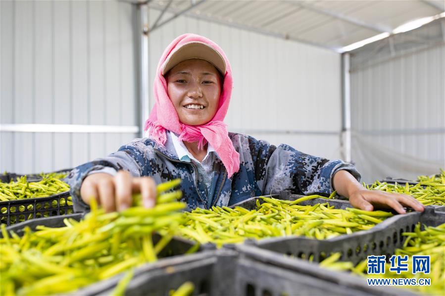 (新華全媒頭條·走向我們的小康生活·圖文互動(dòng))(12)23萬人的命運(yùn)轉(zhuǎn)折——我國最大易地生態(tài)移民安置區(qū)的脫貧密碼