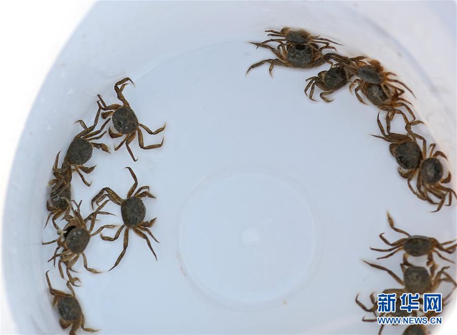 (新華全媒頭條·走向我們的小康生活·圖文互動(dòng))(13)“南大荒”變“稻蟹鄉(xiāng)”——資源枯竭型城市盤錦的鄉(xiāng)村振興之路