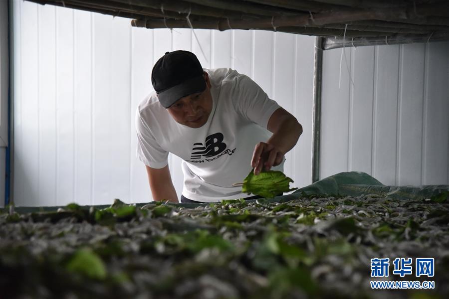 (決戰(zhàn)決勝脫貧攻堅·圖文互動)(3)“江南繅絲”喀斯特深山扎根記