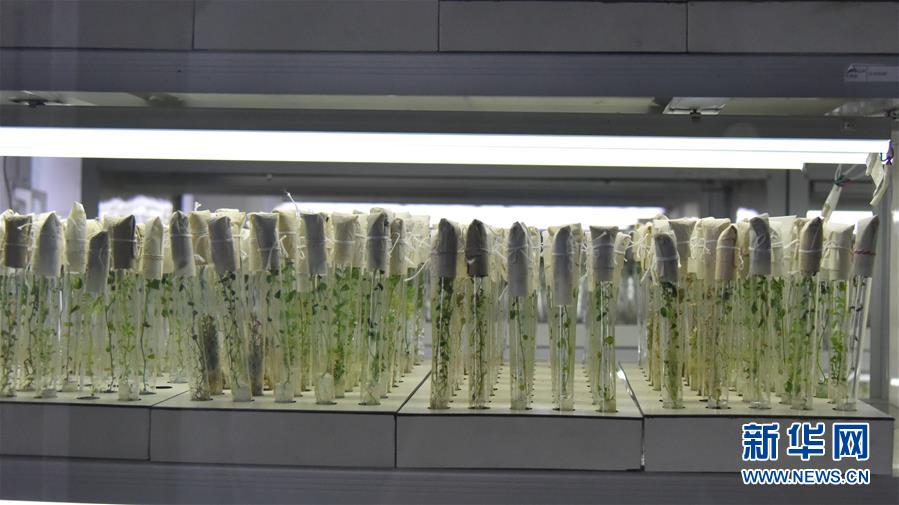 (決戰(zhàn)決勝脫貧攻堅·圖文互動)(1)“小土豆” 漸成增收大產業(yè)