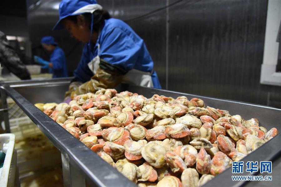 (走向我們的小康生活·圖文互動(dòng))(1)長(zhǎng)島漁民的扇貝喜事:從請(qǐng)客求人買到供不應(yīng)求