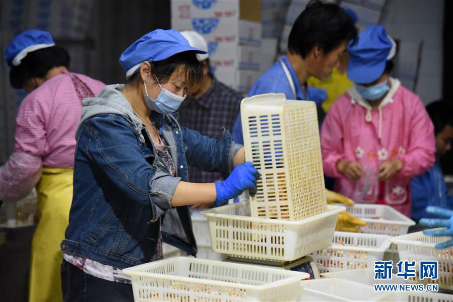 (走向我們的小康生活·圖文互動(dòng))(6)長(zhǎng)島漁民的扇貝喜事:從請(qǐng)客求人買到供不應(yīng)求