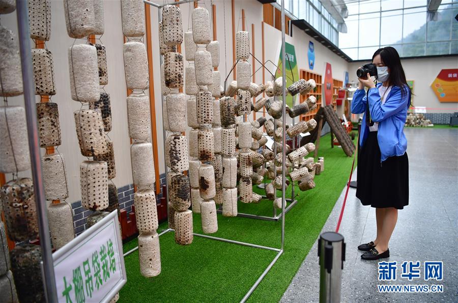 （走向我們的小康生活·圖文互動）（6）綠了青山，紅了日子——秦巴山區(qū)群眾繪出小康“調(diào)色板”